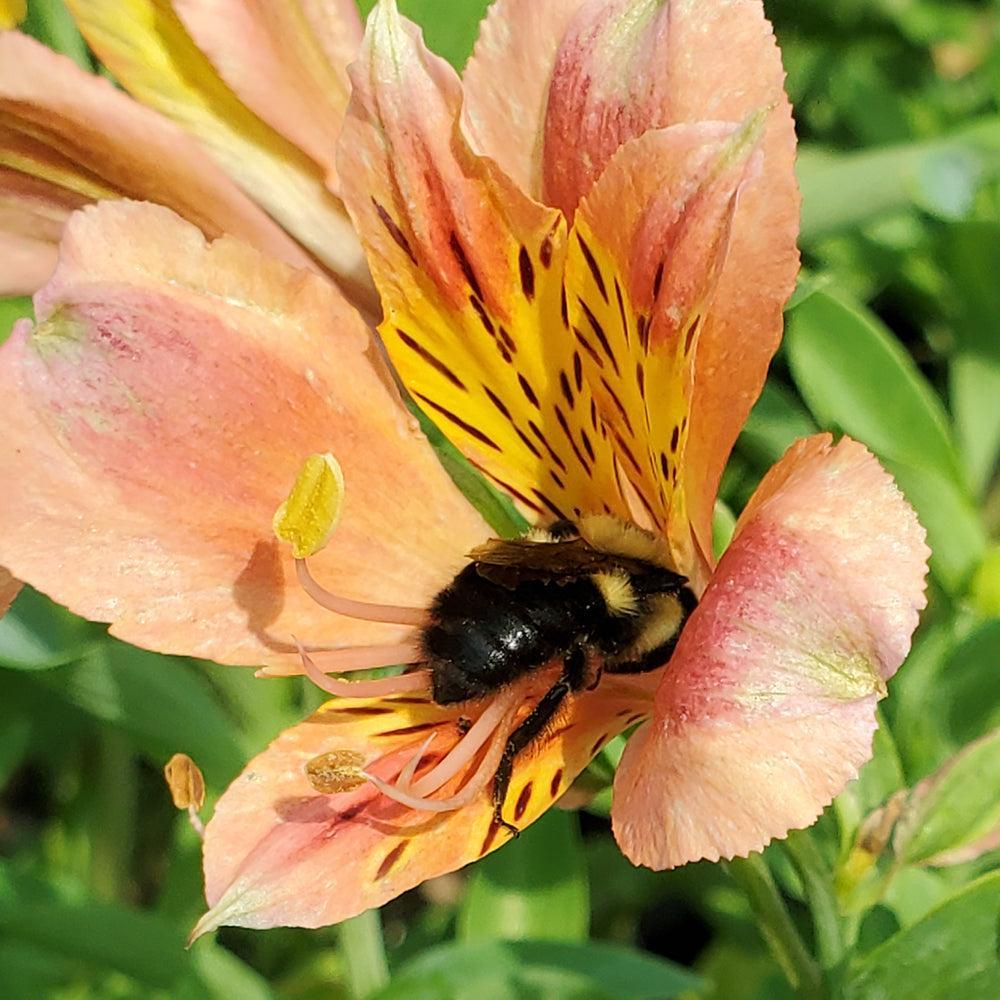 Coral Chaos Peruvian Lily |Prides Corner Farms