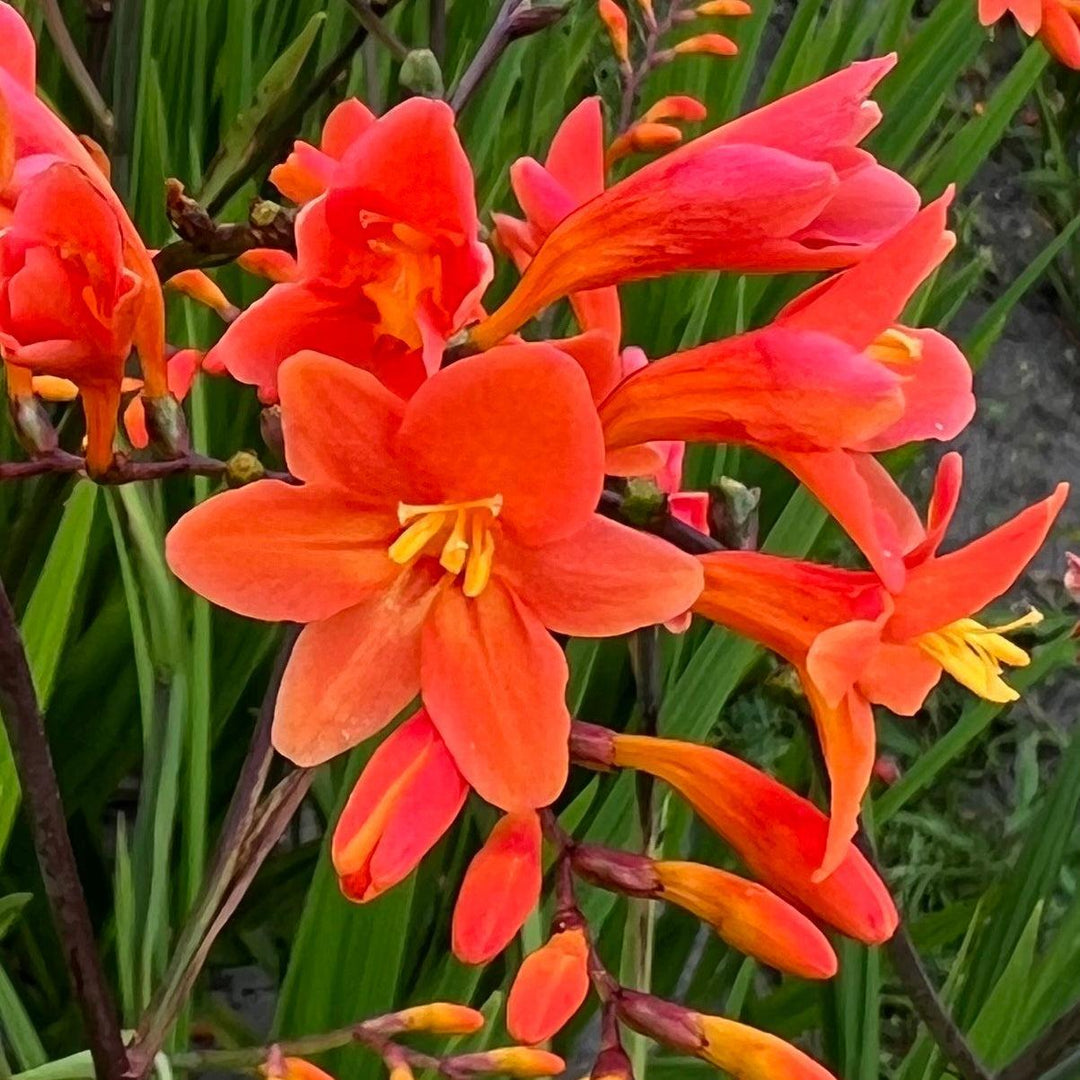 Peach Melba Montbretia |Walters Gardens