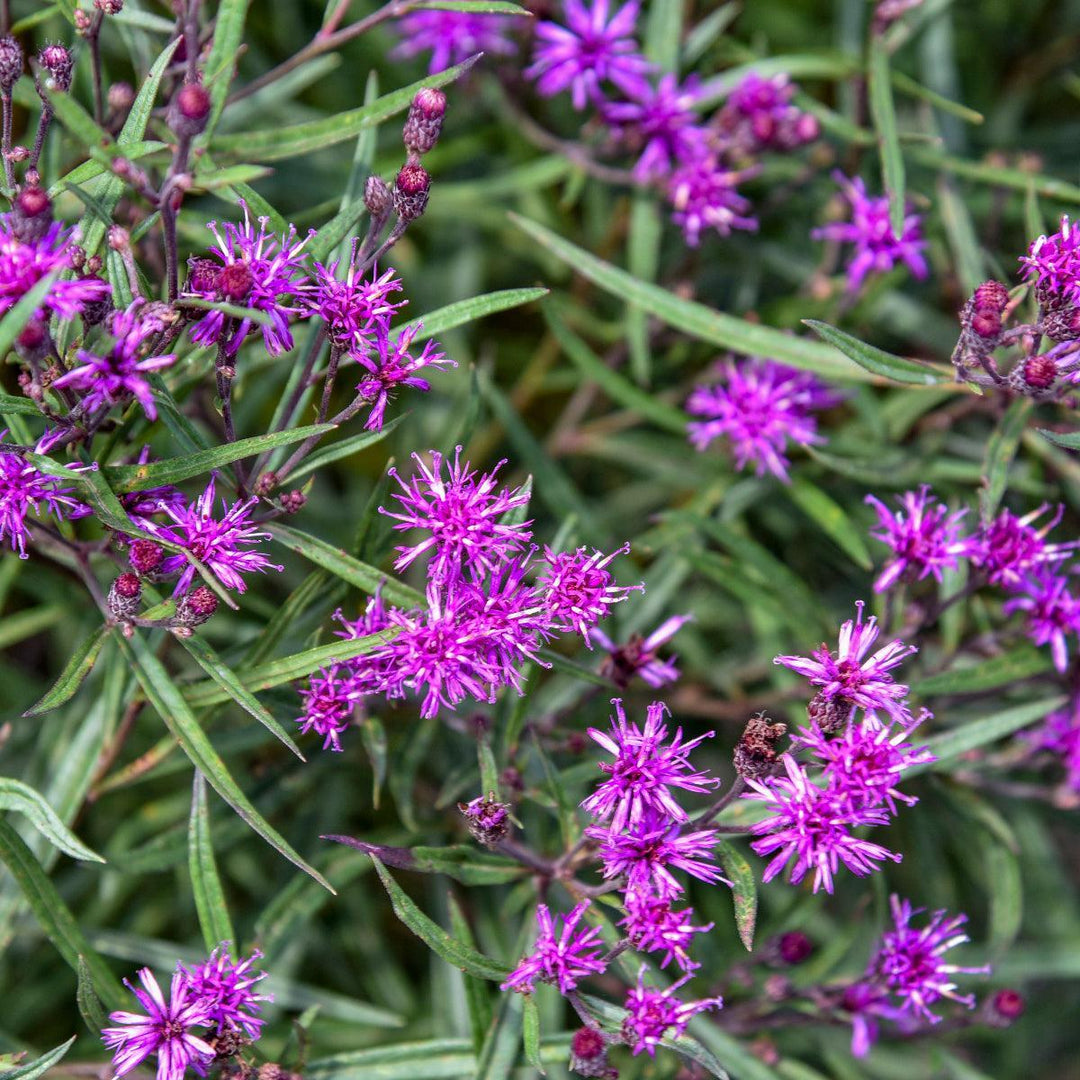 Prairie Princess Ironweed |Walters Gardens