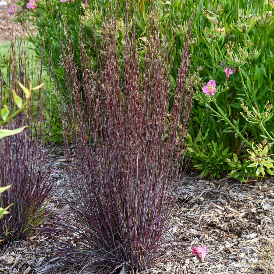 Cinnamon Sticks Little Bluestem |Walters Gardens