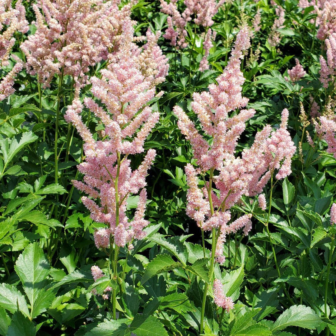Peach Blossom Astilbe |Prides Corner Farms