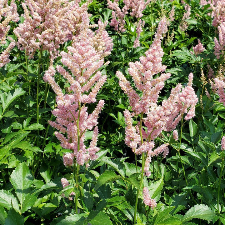 Peach Blossom Astilbe |Prides Corner Farms