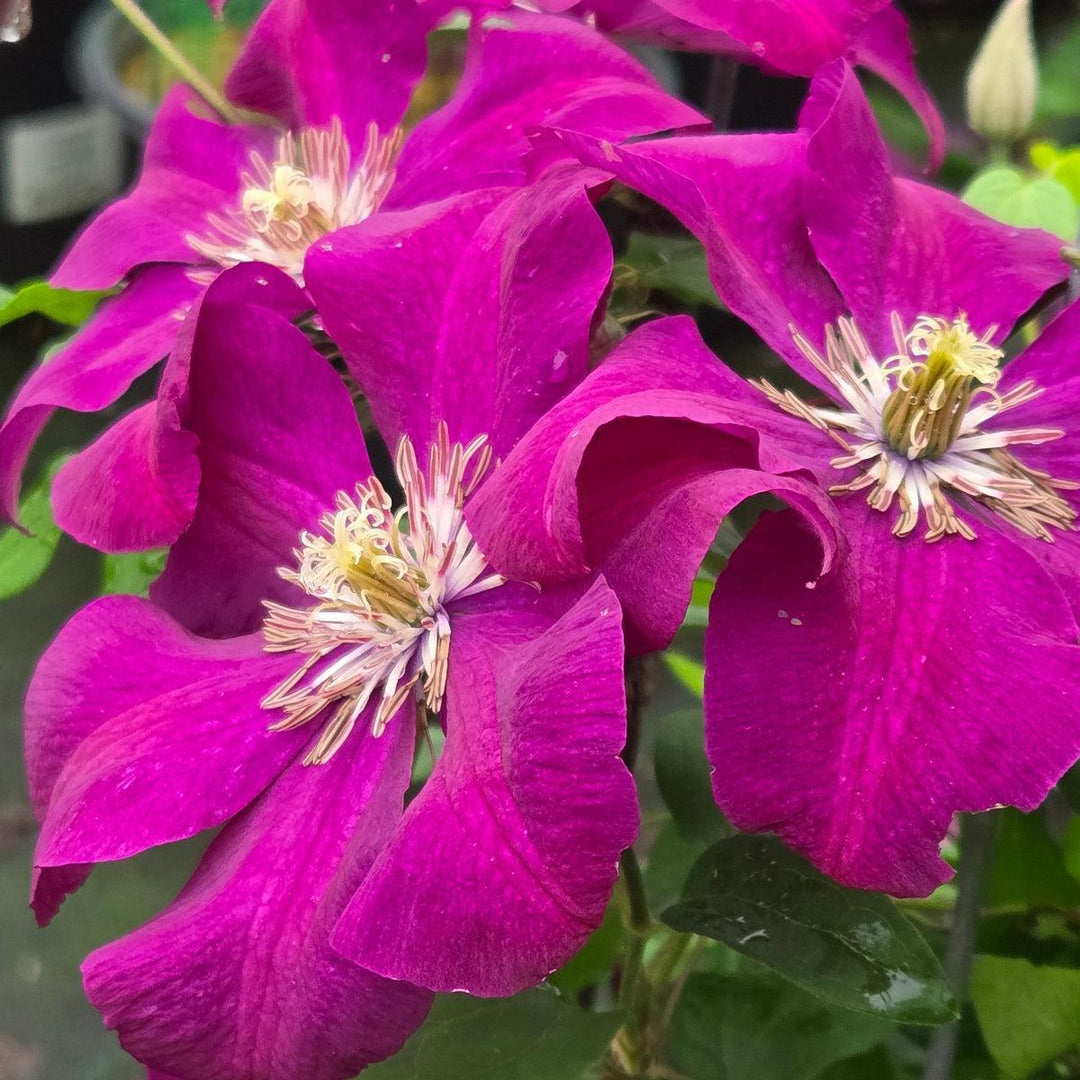 Rouge Cardinal Clematis |Prides Corner Farms
