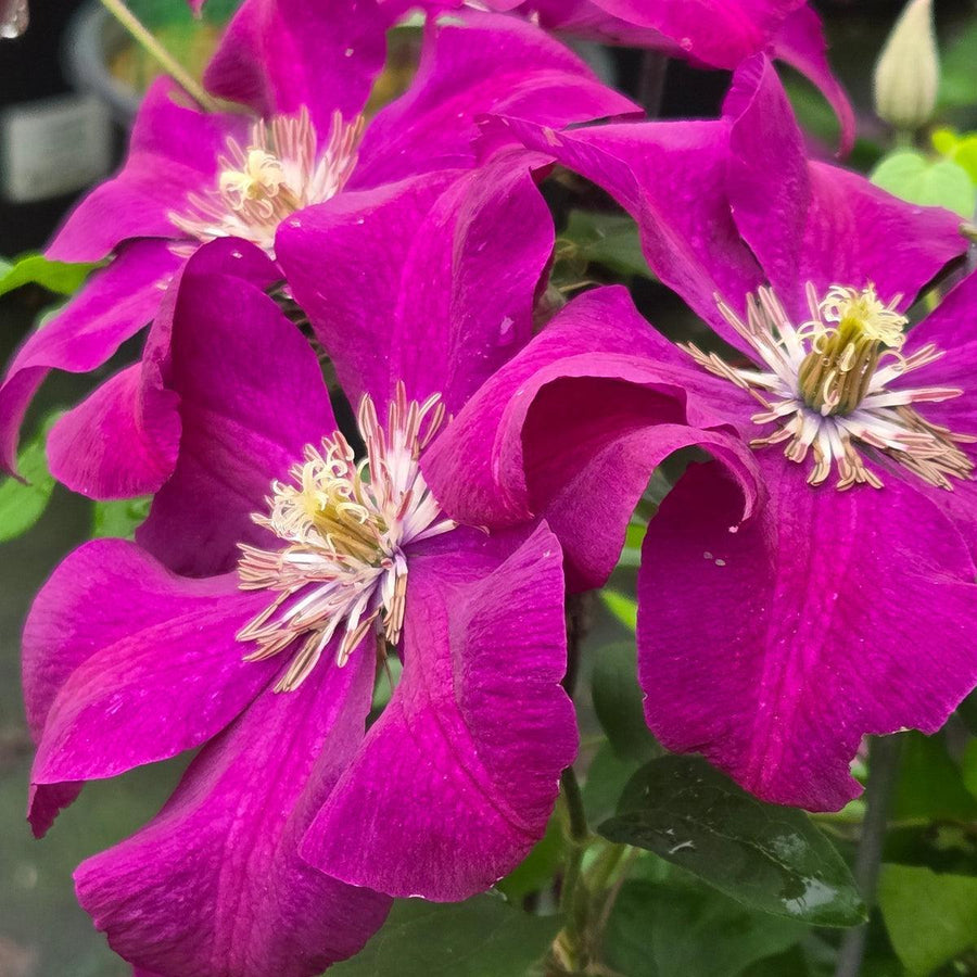 Rouge Cardinal Clematis |Prides Corner Farms