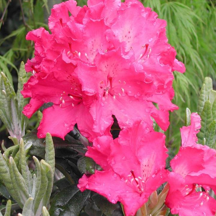 Haaga Rhododendron