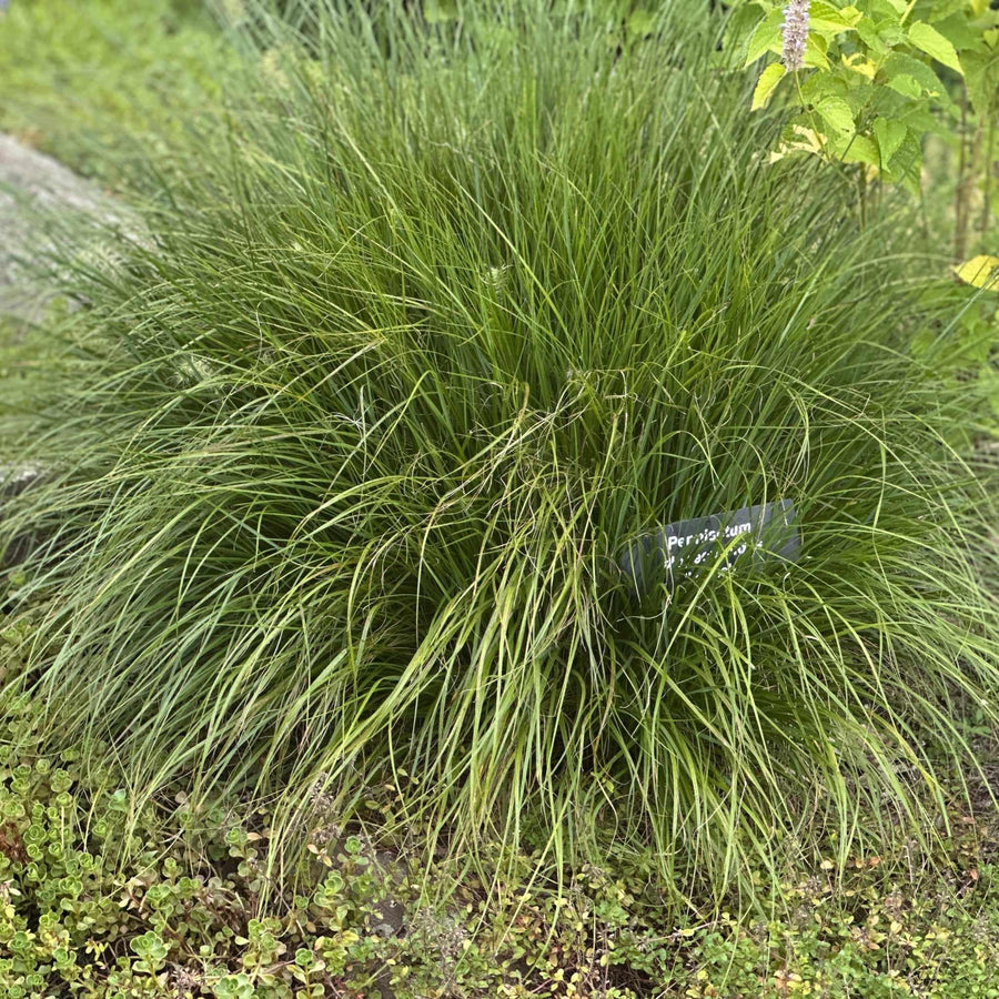 pennisetum-alopecuroides-hameln-dwarf-fountain-grass
