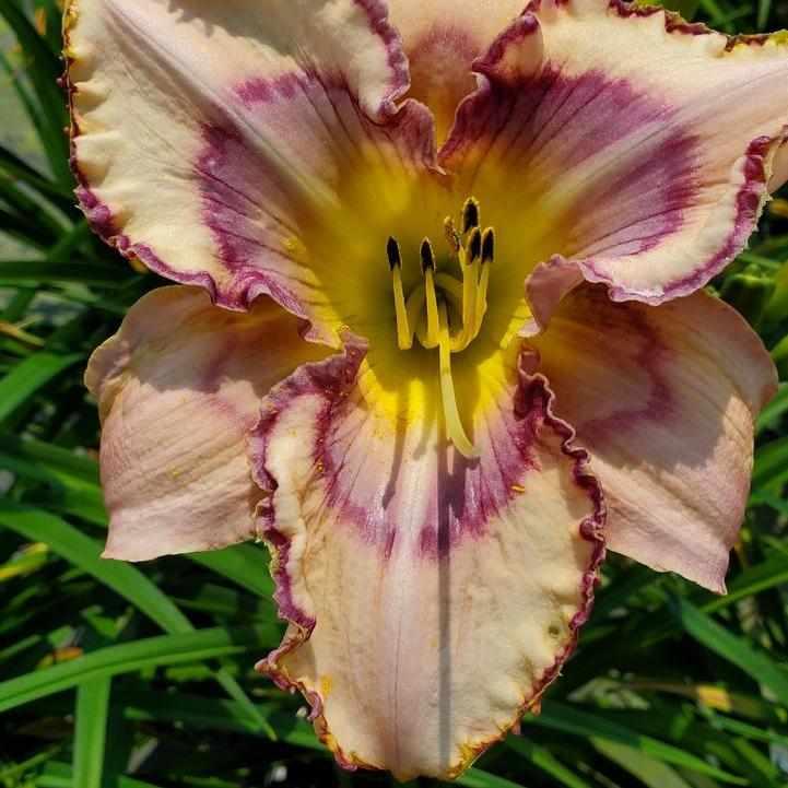 Handwriting on the Wall Daylily