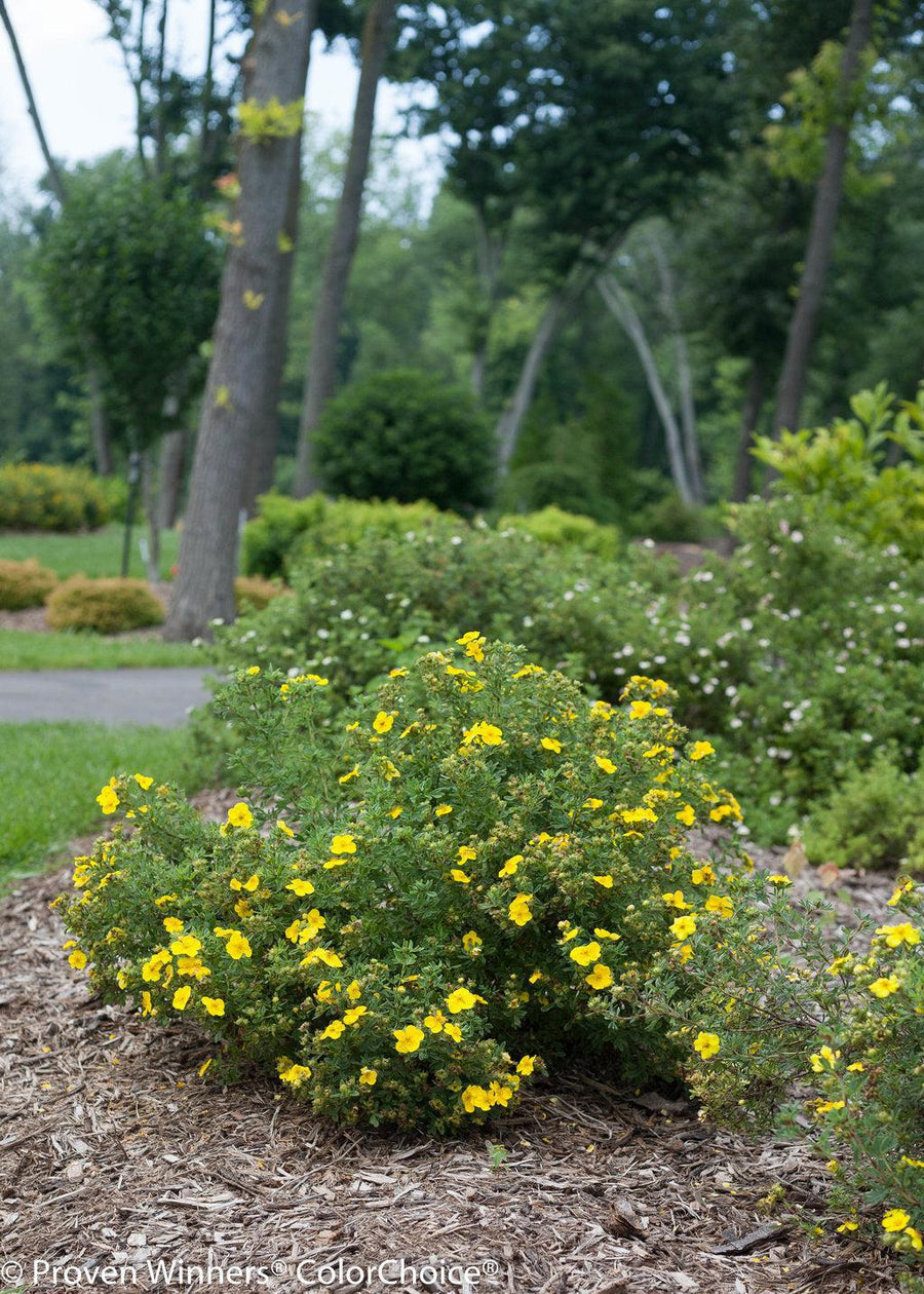 Happy Face® Cinquefoil