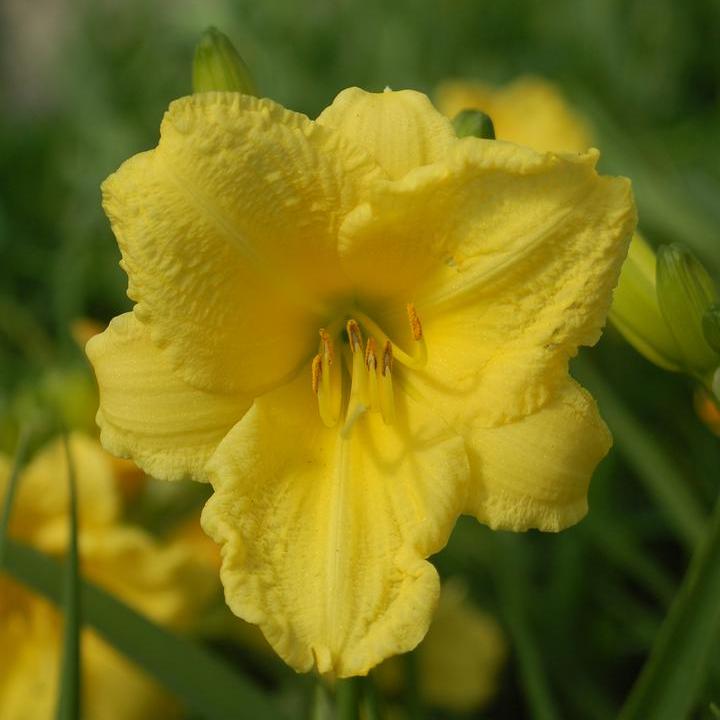 Happy Returns Daylily