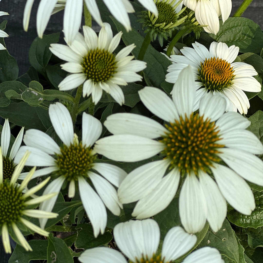 Happy Star Coneflower