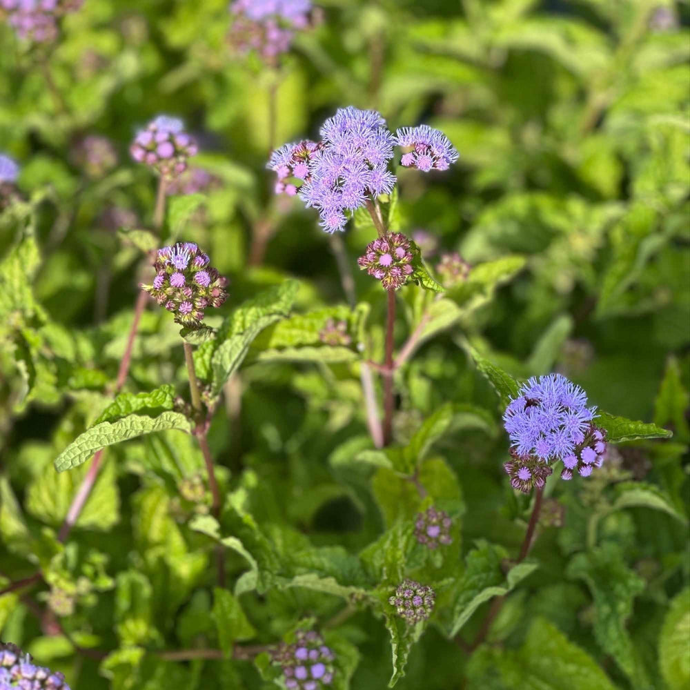 Hardy Ageratum