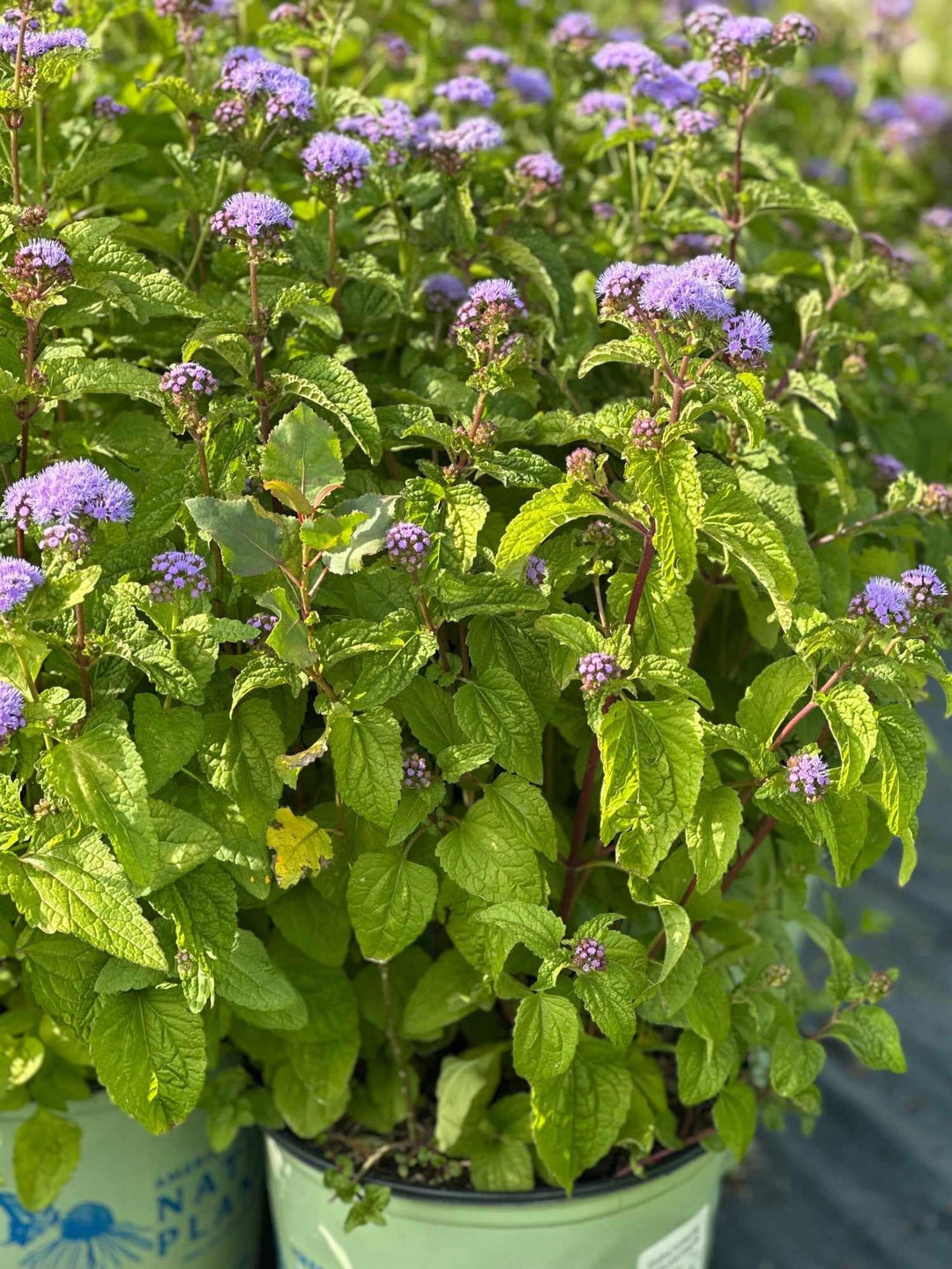 Hardy Ageratum
