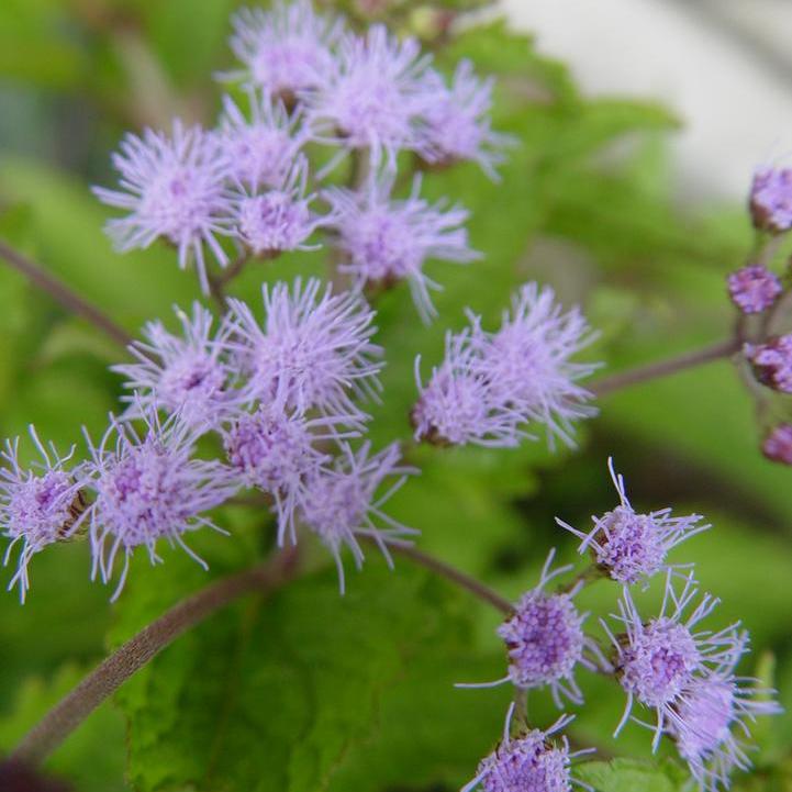 Hardy Ageratum