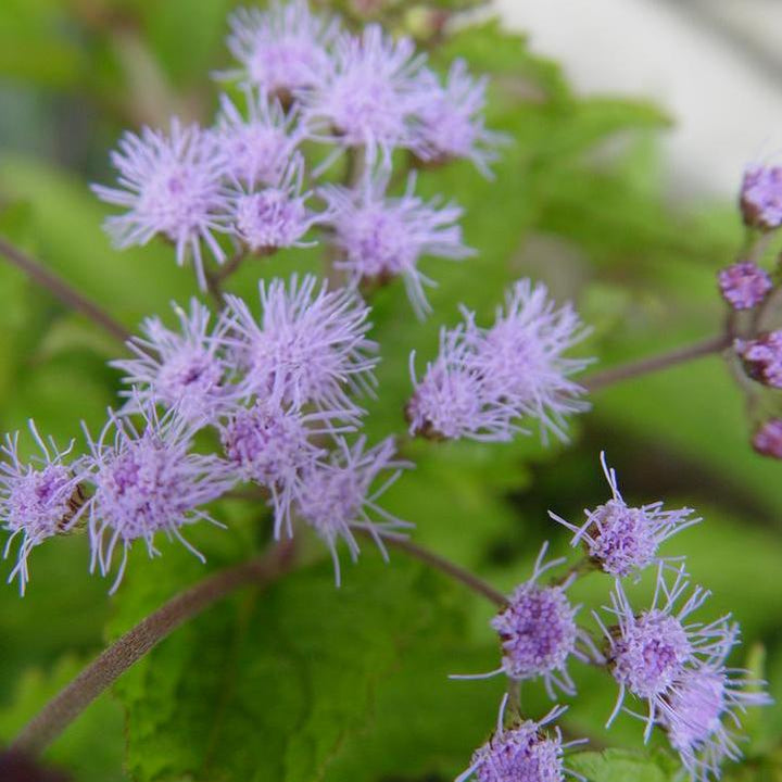 Hardy Ageratum