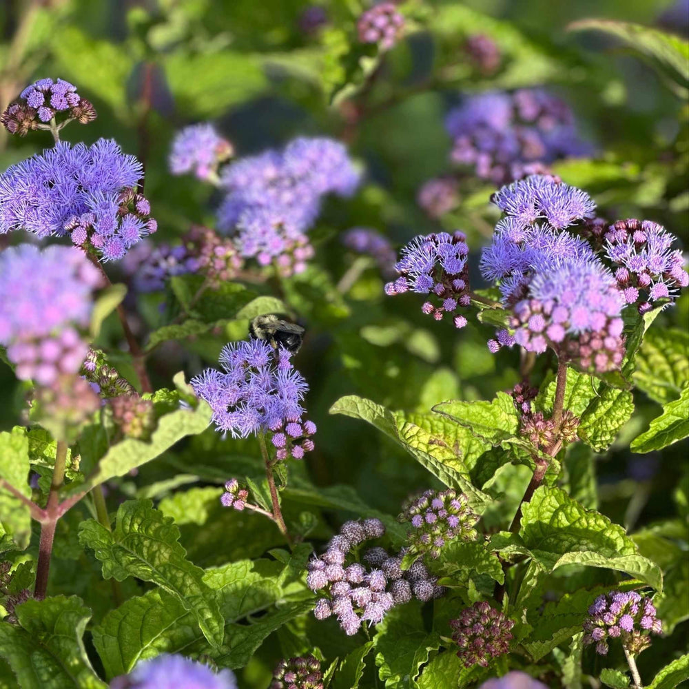 hardy ageratum in bloom |Spotswood Greenery