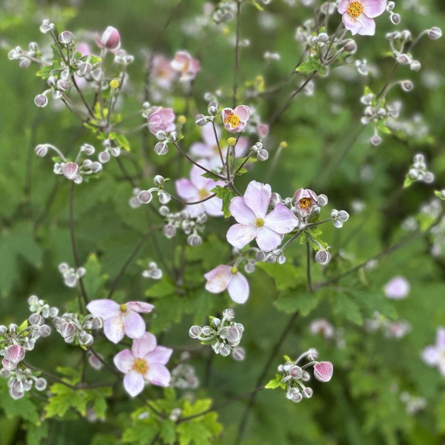 anemone-tomentosa-hardy-grape-leaf-anemone