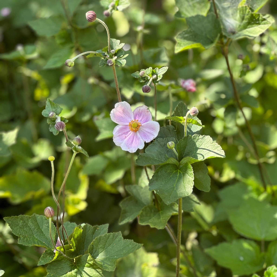 Hardy Grape Leaf Anemone