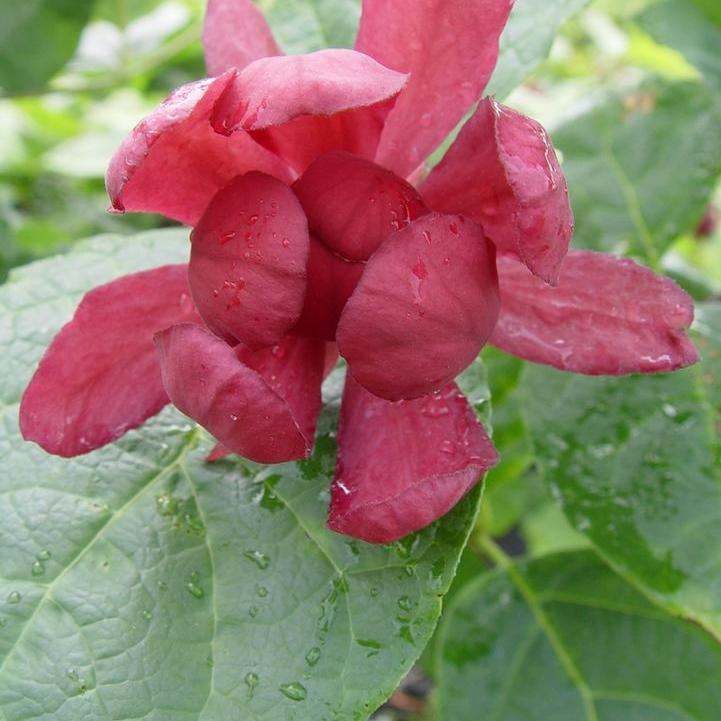 Hartlage Wine Sweetshrub