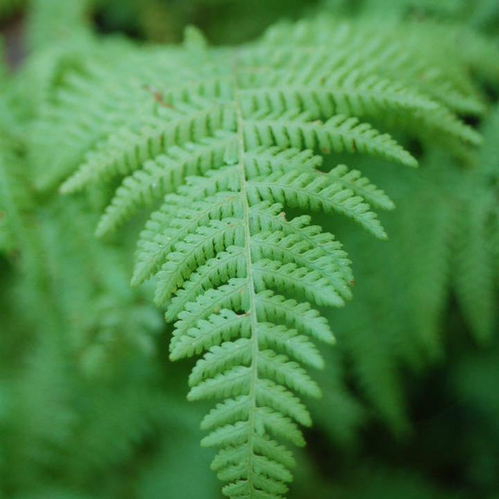 Hay-Scented Fern