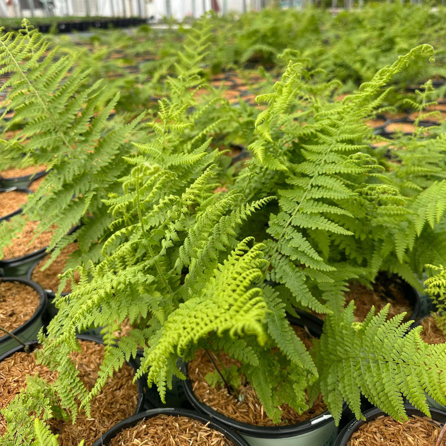 Hay-Scented Fern