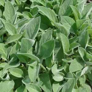 Helen Von Stein Lambs Ears