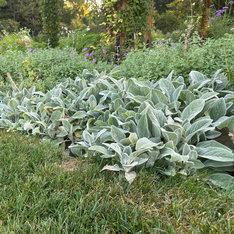 Helen Von Stein Lambs Ears