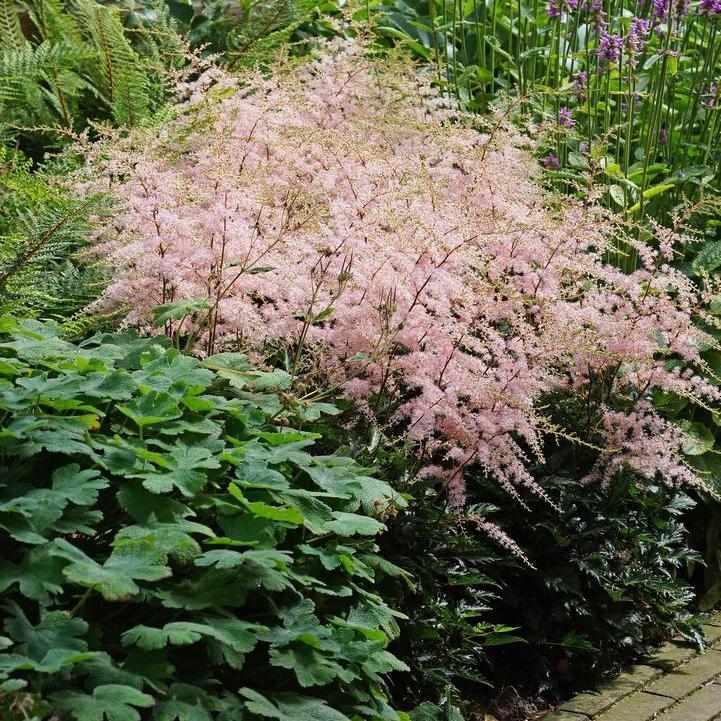 Hennie Graafland Astilbe
