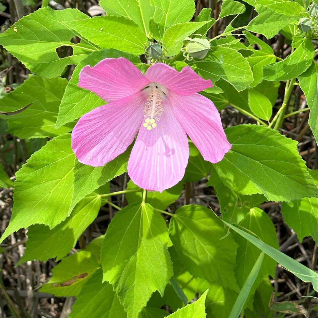 Swamp Rose Mallow