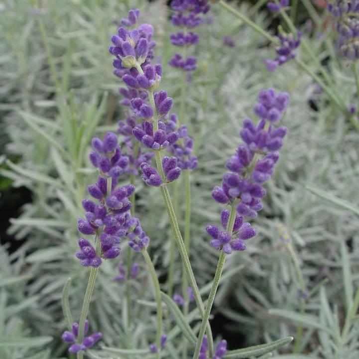 Hidcote Lavender