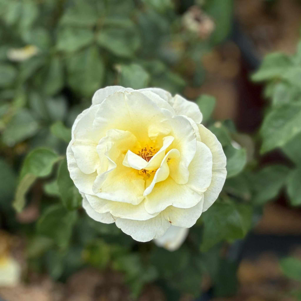 High Voltage Shrub Rose