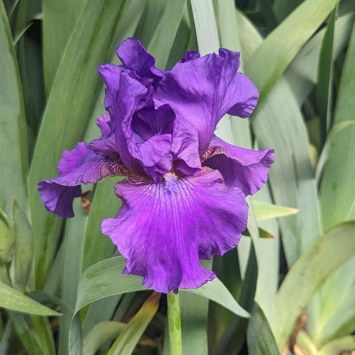 His Royal Highness Bearded Iris