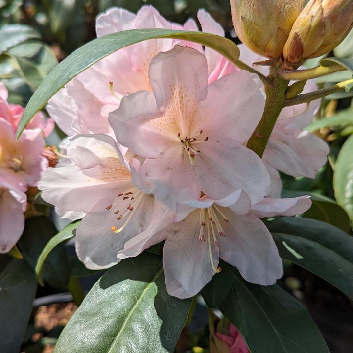 Holdens Peach Rhododendron |Prides Corner Farms