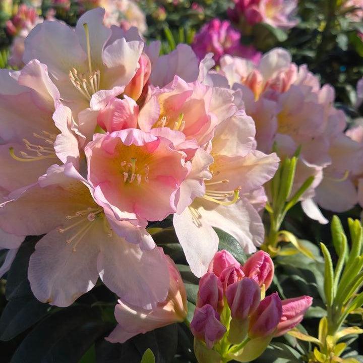 Holdens Peach Rhododendron |Prides Corner Farms