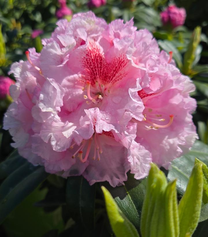 holden's pink Flare |Prides Corner Farms