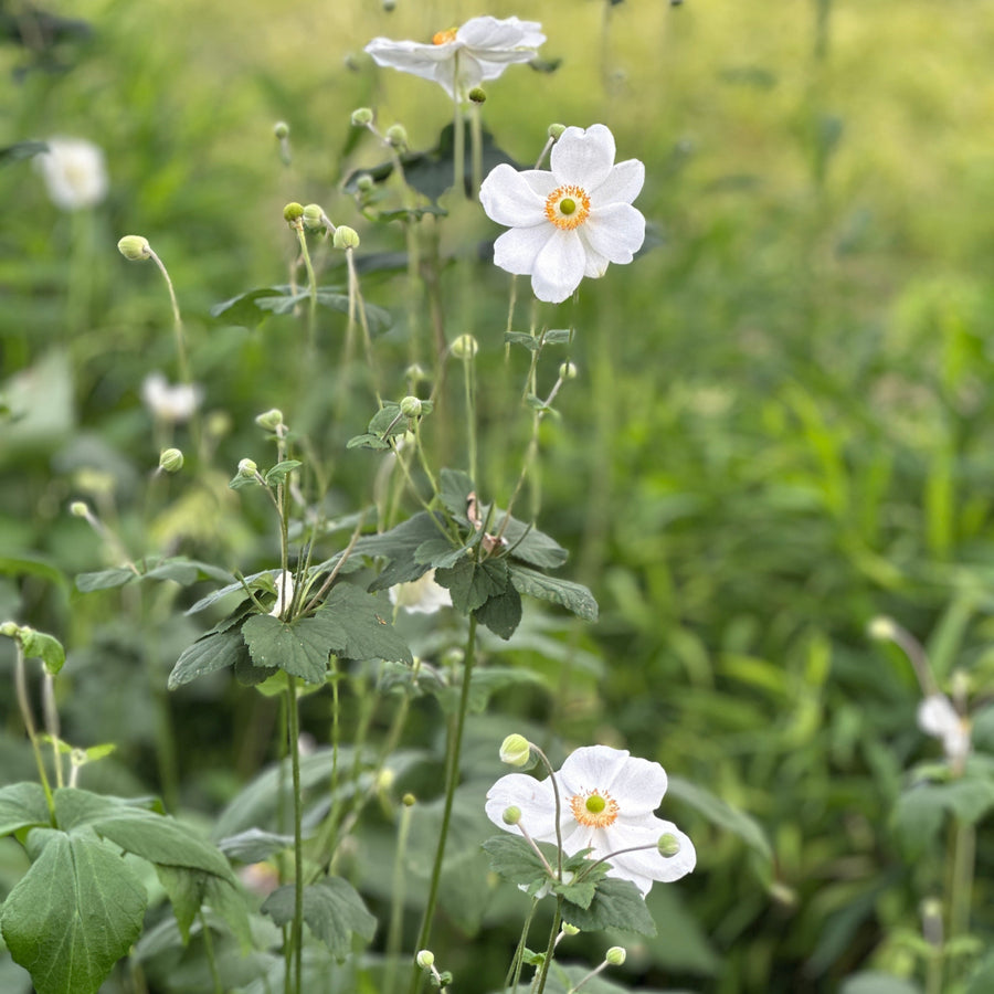 Honerine Jobert Windflower