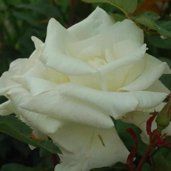 Honor® Hybrid Tea Rose |Prides Corner Farms
