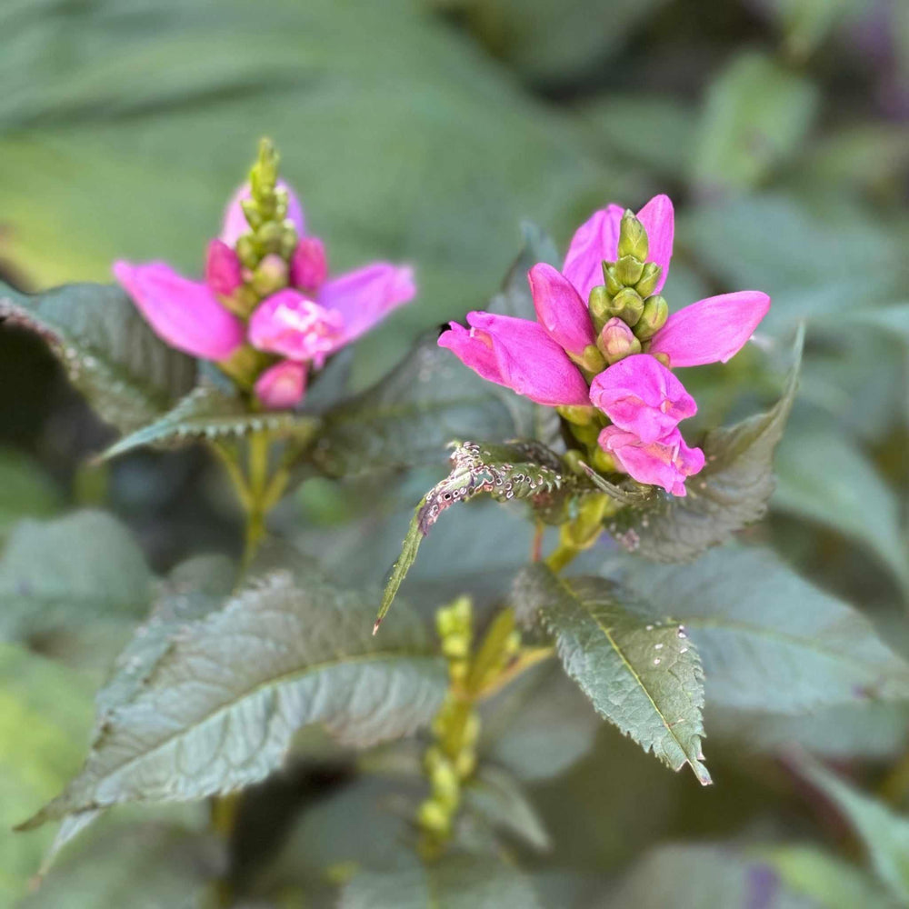 Hot Lips Turtlehead
