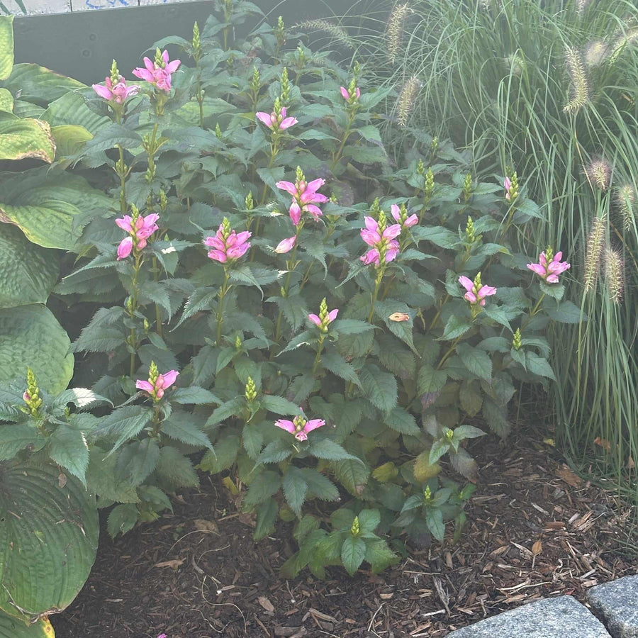 Hot Lips Turtlehead
