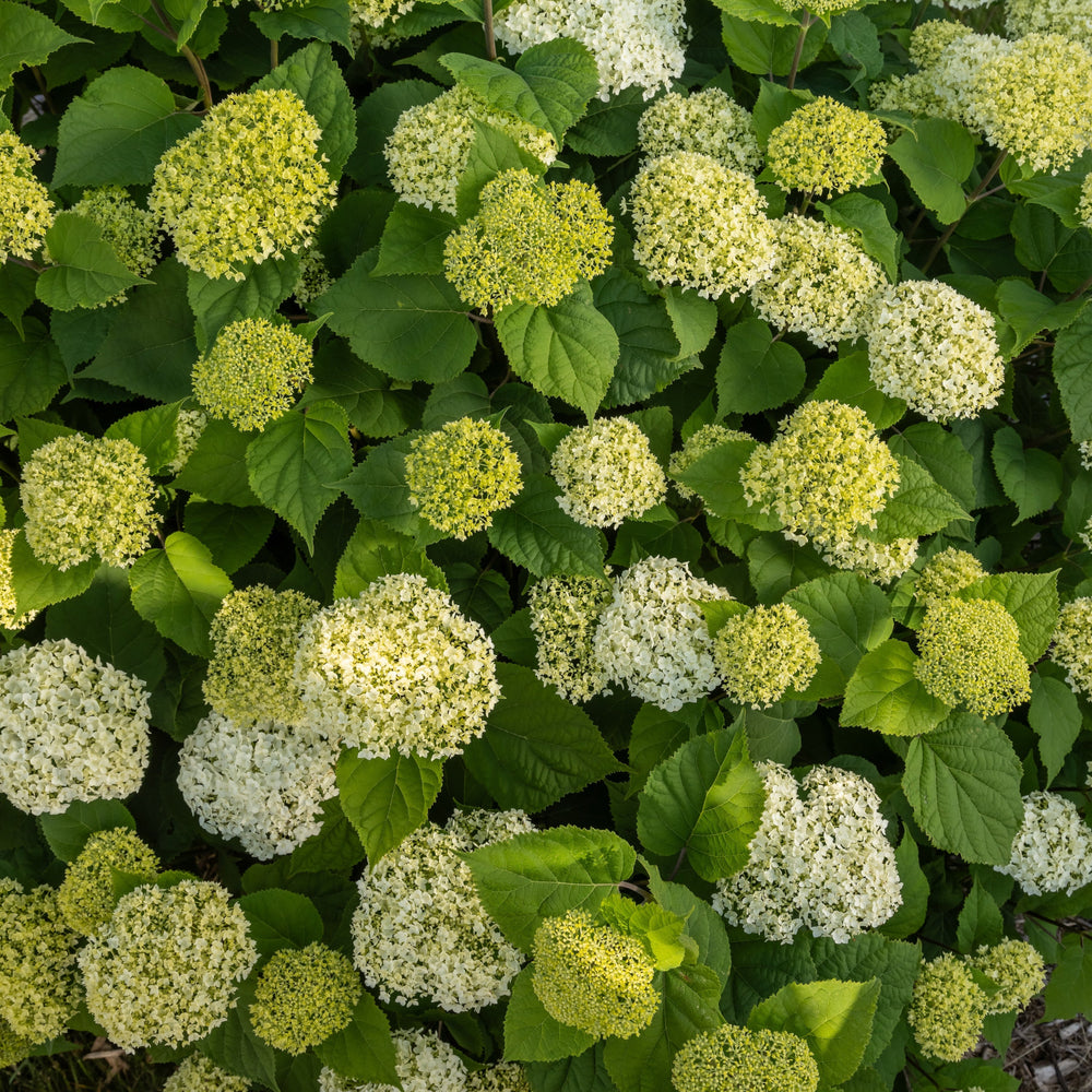 Flowerfull hydrangea |Bailey® Nurseries
