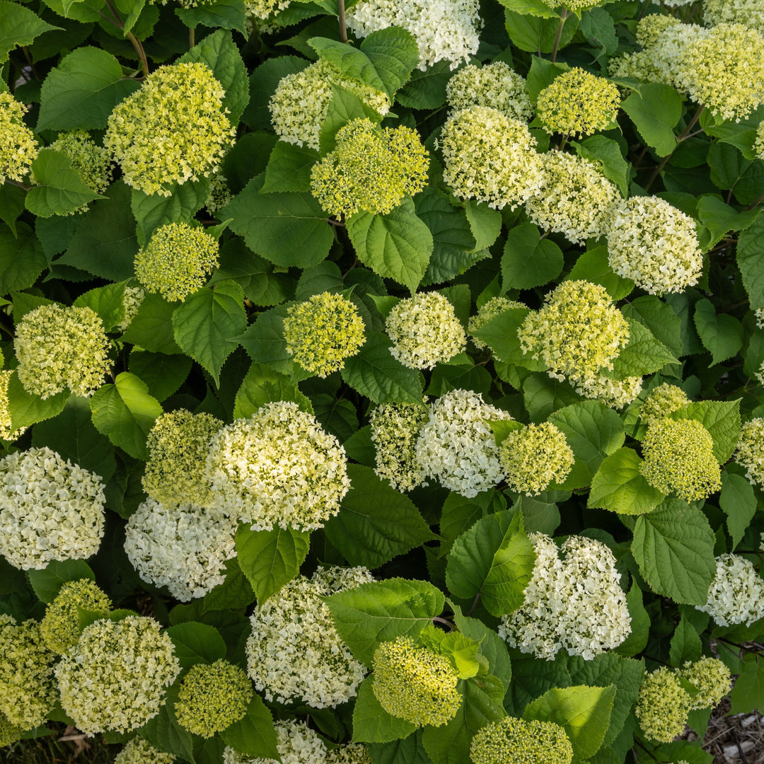 Flowerfull hydrangea |Bailey® Nurseries