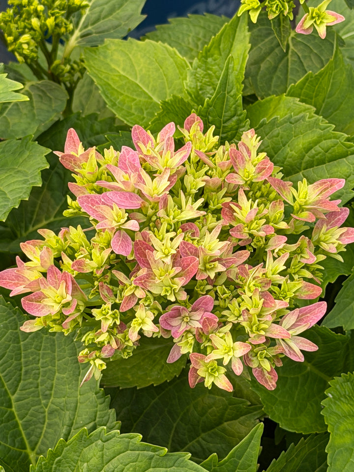 Starfield™  Big Leaf Hydrangea