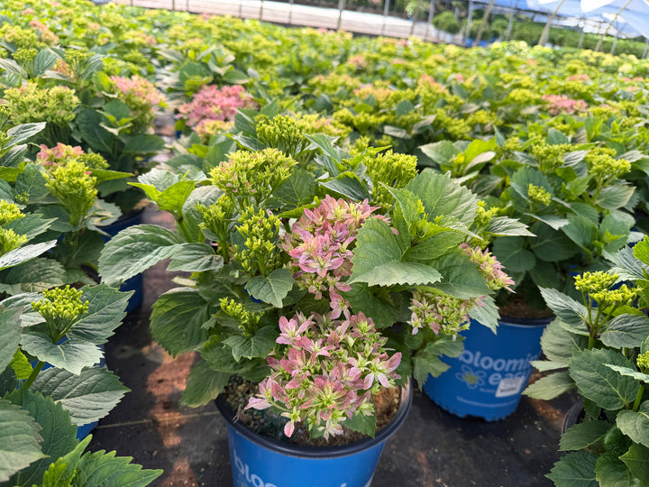 Starfield Hydrangea |Spotswood Greenery