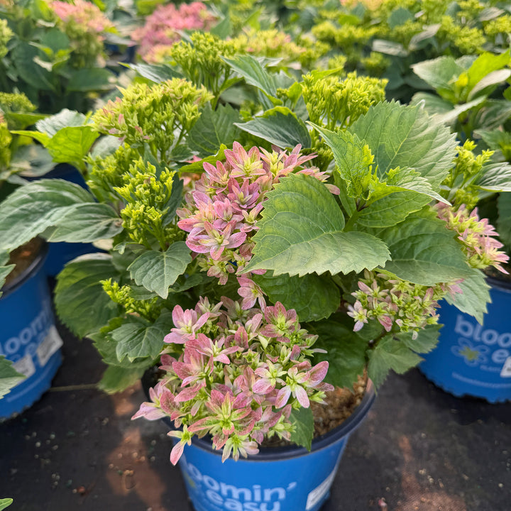 Starfield Hydrangea |Spotswood Greenery