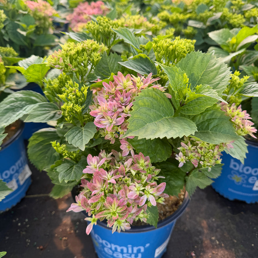 Starfield Hydrangea |Spotswood Greenery