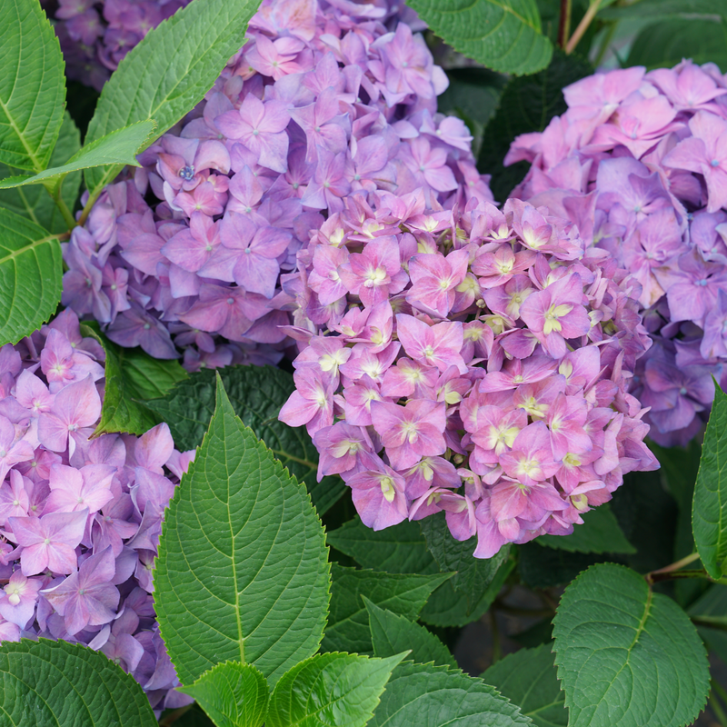 Arriba Hydrangea |Proven Winners®