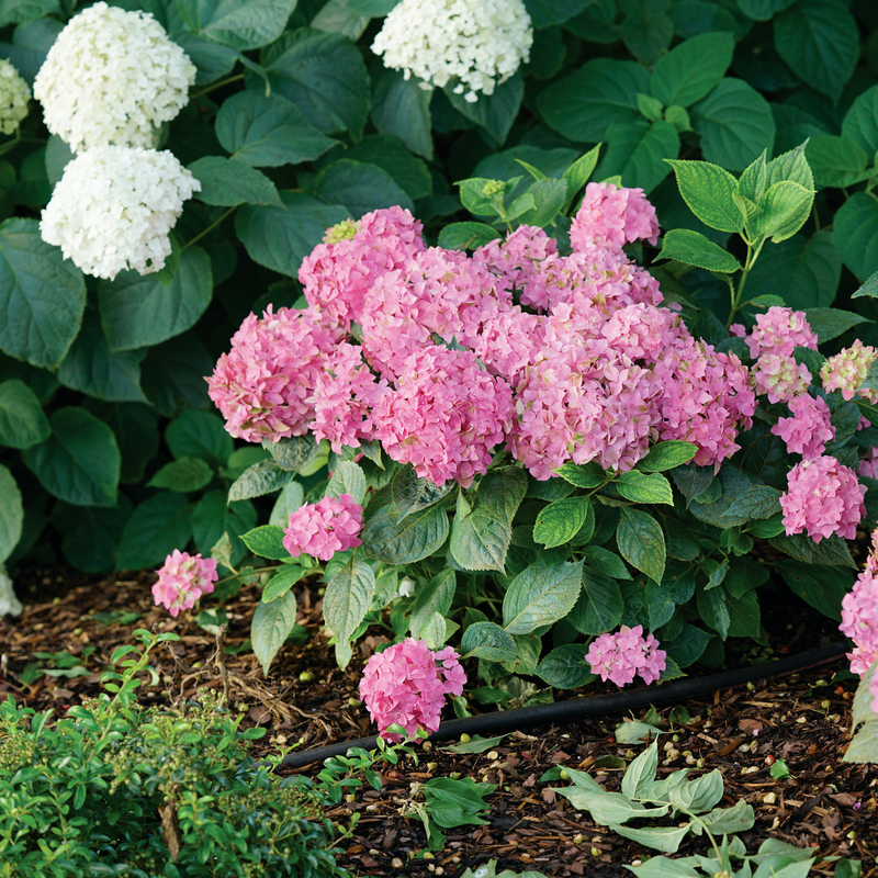 Arriba Hydrangea |Proven Winners®