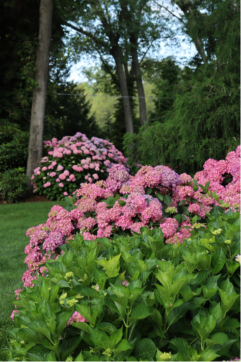Arriba Hydrangea |Proven Winners®