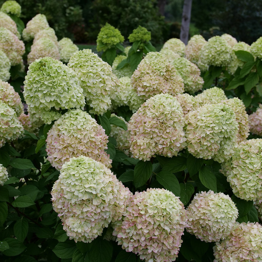 Cluster of light green hydrangea flowers with dark green leaves. |Proven Winners®