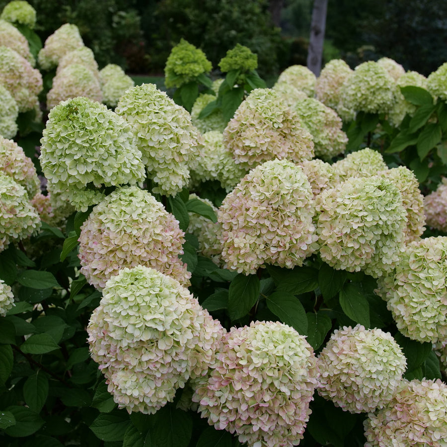Cluster of light green hydrangea flowers with dark green leaves. |Proven Winners®