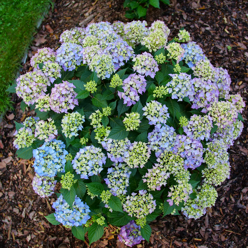 Blue Hydrangea flowers |Proven Winners®